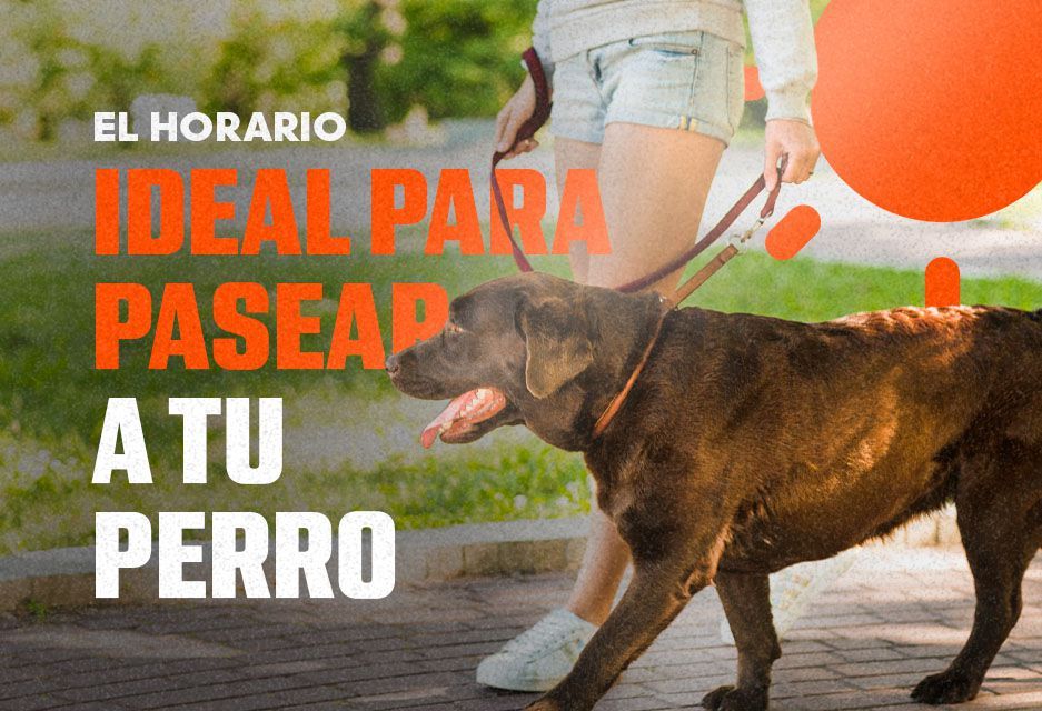 El horario ideal para pasear a tu perro